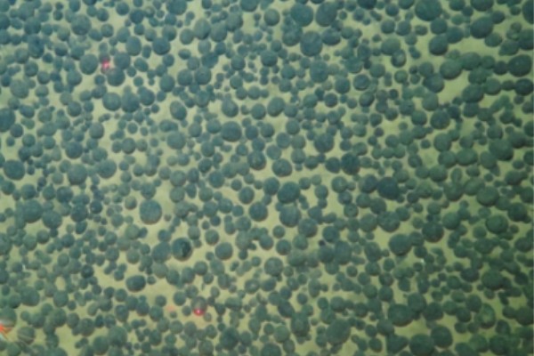 火影忍者啪啪做爱狂操深海锰结核区沉积物微生物代谢适应机制